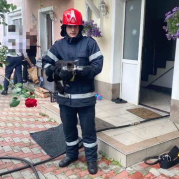 13600ea9945e4a08610bd1e0418db204.png Pisică salvată de flăcările unui incendiu, din subsolul unei case din Cluj-Napoca – FOTO