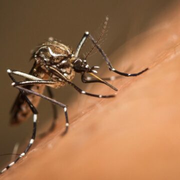 Riscul de boli transmise de ţânţari, inclusiv febra dengue şi virusul West Nile, tot mai ridicat în Europa