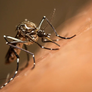 Avertisment al experților europeni: Risc crescut de boli transmise de țânțari. Ce spun medicii români