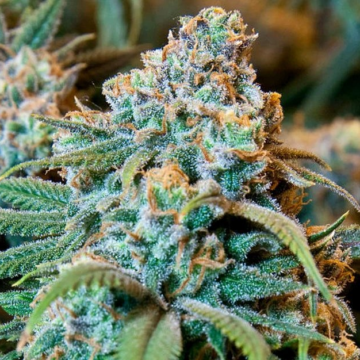 Situație alarmantă la nivel mondial, confirmată și în România: Consumul de droguri a explodat