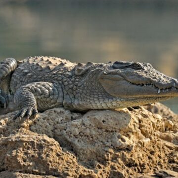 Un crocodil din Costa Rica face istorie. Femela a avut primul caz de „naștere virgină” din specia sa
