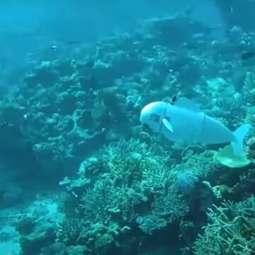robot-2.jpg VIDEO. Cum ar putea un robot pește „silențios asemeni unui spion” să contribuie la progresul științei oceanelor