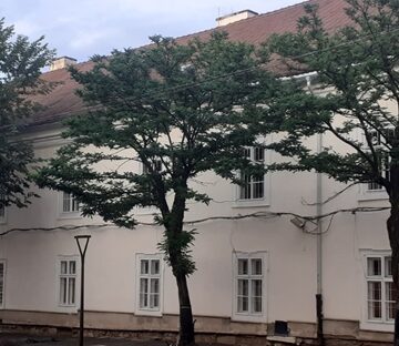 Clujenii păzesc copacii de pe strada Universității & Kogălniceanu. Boc a dat ordinul să fie scoși din rădăcini – FOTO