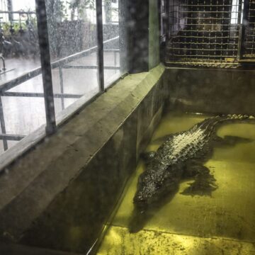 hepta_6965249-scaled.jpg Cel mai mare crocodil din lume, Cassius, aflat în captivitate, continuă să crească. Experții sunt uimiți de vârsta reptilei