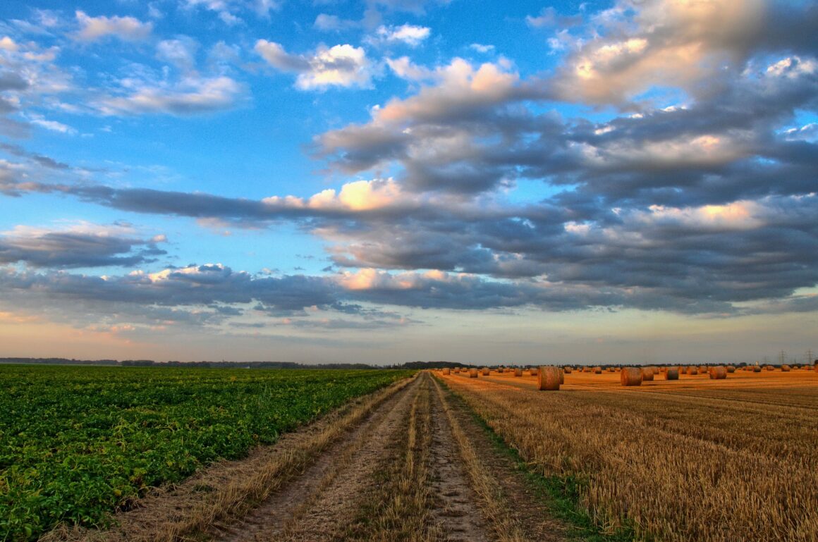 336181020_576998587698894_3102384058837250886_n.jpg Temperaturile extreme afectează agricultura din România. Care culturi sunt grav afectate?