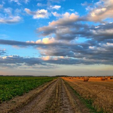 Temperaturile extreme afectează agricultura din România. Care culturi sunt grav afectate?