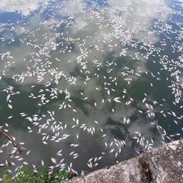 41a5386198a2976c2ffdf275ef093375.jpg Mor peștii din lacul Gheorgheni – VIDEO