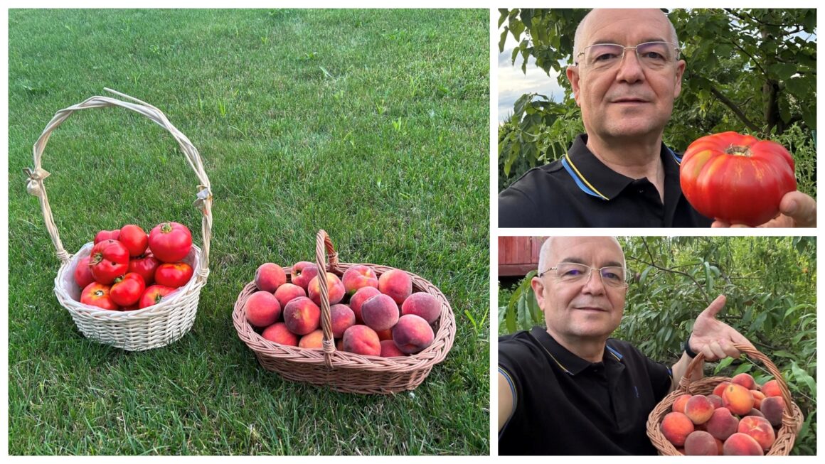 Emil Boc a devenit agricultor de Apahida. Primarul și-a prezentat cu mândrie recolta – FOTO