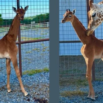 girafa.jpg Prima girafă fără pete din lume s-a născut la o grădină zoologică din SUA