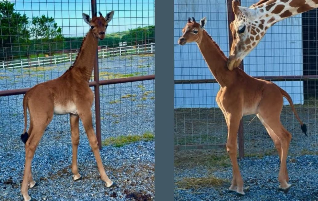 girafa.jpg Prima girafă fără pete din lume s-a născut la o grădină zoologică din SUA