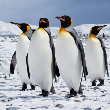 pinguini.jpg Încălzirea globală provoacă dezastru pentru pinguinii imperiali. Zeci de mii mor în Antarctica din cauza schimbărilor climatice