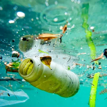 Plasticul din ocean ajunge în fauna marină și în organismul uman. Ce consecințe negative are acest fenomen asupra mediului