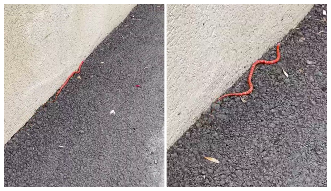 Un șarpe a fost filmat de un clujean pe stradă. Oare ce specie e? – VIDEO