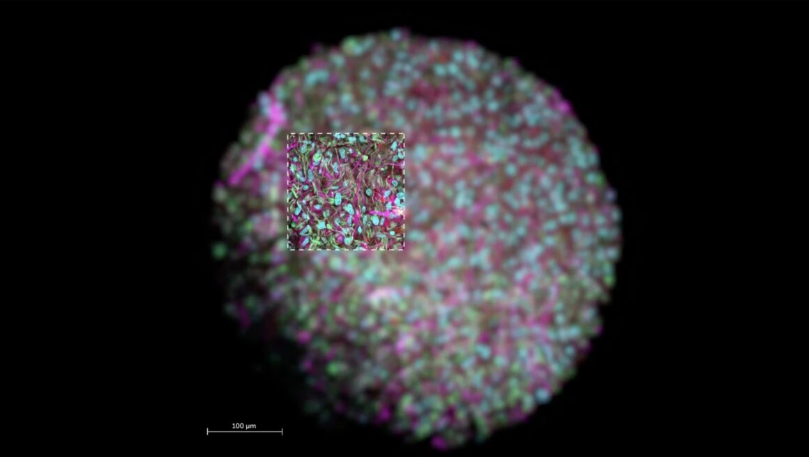 Oamenii de știință cresc un nou model de embrion uman