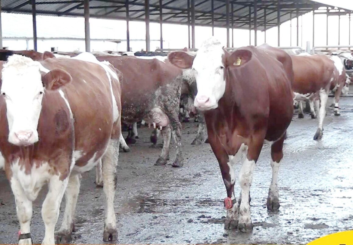 1720540175_index.jpeg Un nou studiu stârnește frică: gripa aviară răspândită la vaci s-ar fi adaptat pentru a infecta oamenii