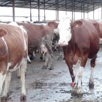 1720540175_index.jpeg Un nou studiu stârnește frică: gripa aviară răspândită la vaci s-ar fi adaptat pentru a infecta oamenii