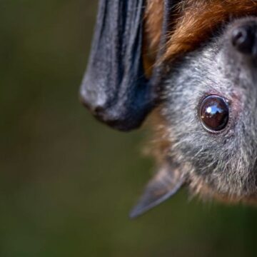 1721673856_index.jpeg Stare de alertă sanitară: virusul Nipah a ucis un copil de 14 ani
