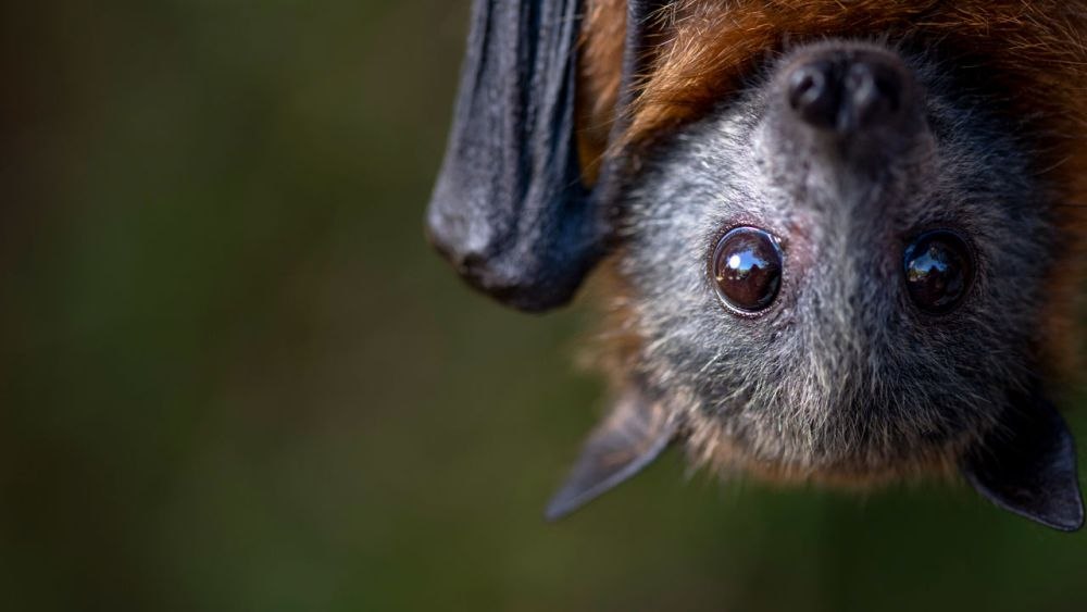 1721673856_index.jpeg Stare de alertă sanitară: virusul Nipah a ucis un copil de 14 ani