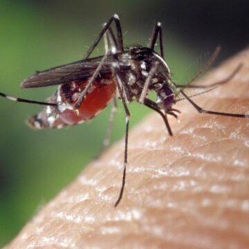 1722108134_index.jpeg Infecția cu virusul West Nile afectează și omul și animalele. Ce este, cum se transmite boala, care sunt simptomele. „Se întâmplă în fiecare vară”