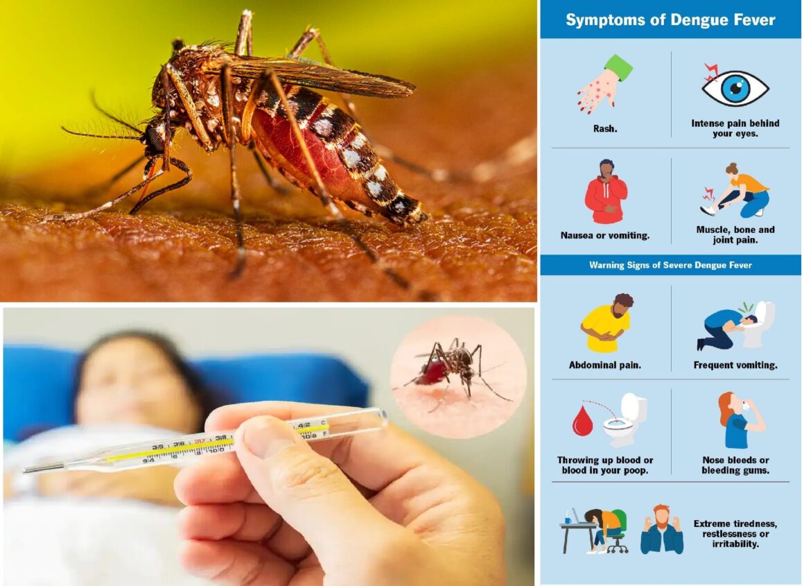 Febra Dengue. Cum să îți salvezi viața și să previi infecția severă: semnele timpurii