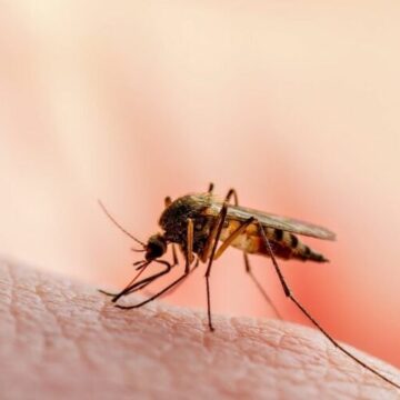 Alertă de sănătate. Numărul cazurilor de West Nile din România este în creștere
