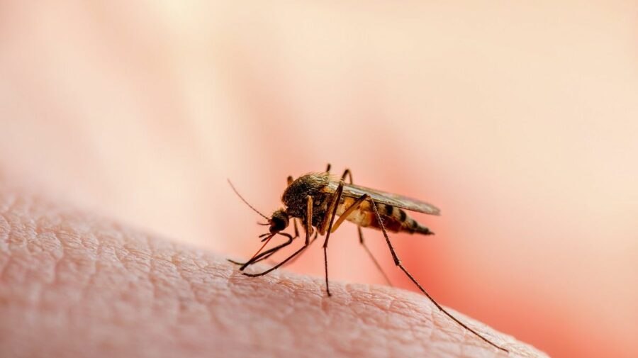 1722628239_index.jpeg Alertă de sănătate. Numărul cazurilor de West Nile din România este în creștere