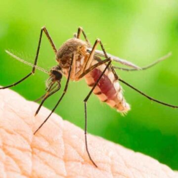 Virusul West Nile și riscul de a face forme grave. Dr. Craiu: „80% din cei care sunt infectați nu au nici un semn de boală!”