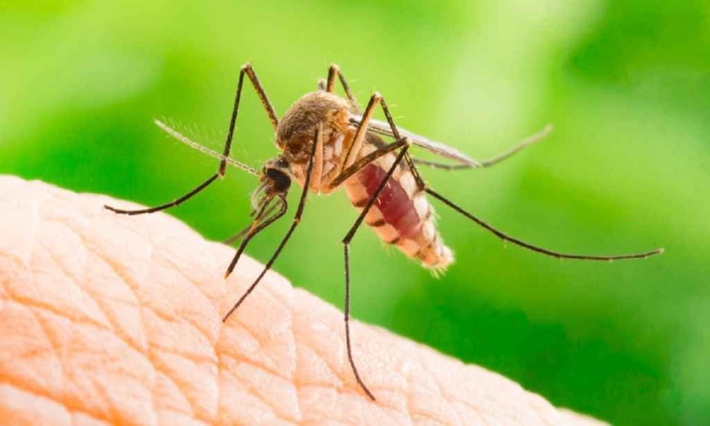 1724102100_index.jpeg Virusul West Nile și riscul de a face forme grave. Dr. Craiu: „80% din cei care sunt infectați nu au nici un semn de boală!”