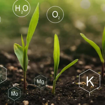 plants.webp.webp SUA au o nouă armă împotriva Chinei: Plantele hiperacumulatoare