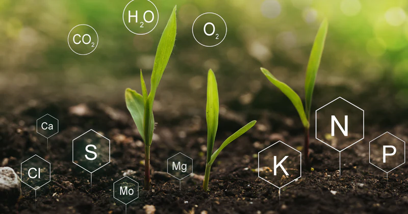 plants.webp.webp SUA au o nouă armă împotriva Chinei: Plantele hiperacumulatoare