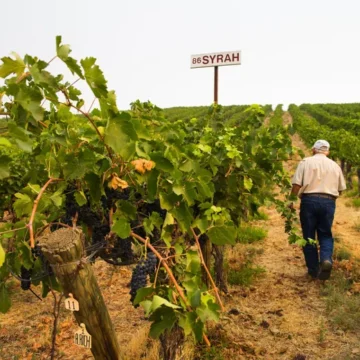 viticultura.webp.webp Încălzirea globală transformă viticultura din Europa