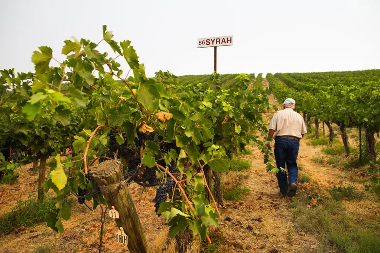 viticultura.webp.webp Încălzirea globală transformă viticultura din Europa