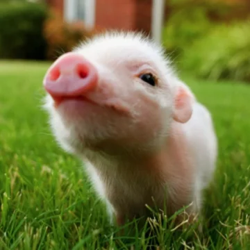 Cercetătorii au făcut dinți umani sintetici cu celule de porc