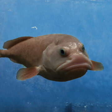 Blobfish a fost numit peștele anului în Noua Zeelandă