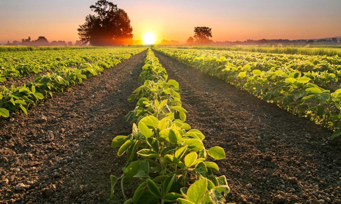 Agricultura.jpg România ar putea depăși 27,8 mil. tone de cereale în 2025