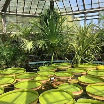 OIP-7.webp.webp Grădina Botanică din Cluj aniversează 100 de ani de la deschidere