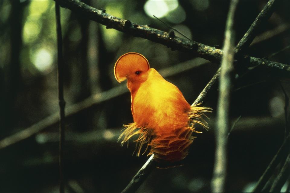TC_8cbacimage_story.jpg Numărul de păsări tropicale a scăzut semnificativ