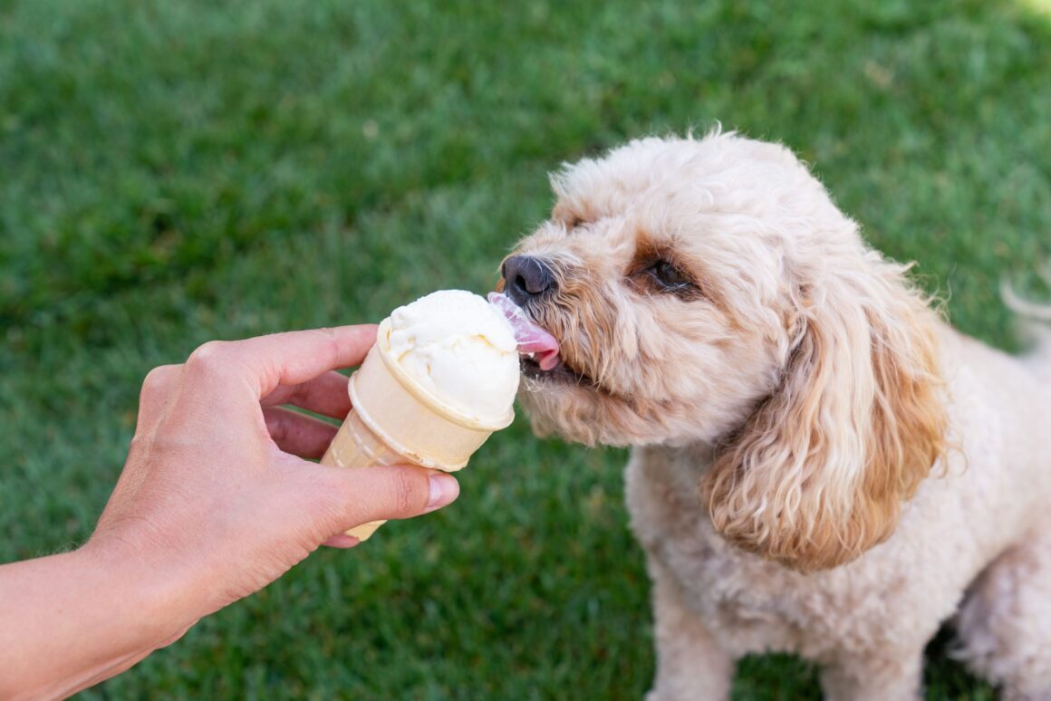ice-cream-scaled.jpg The Cone lansează prima înghețată artizanală naturală pentru câini