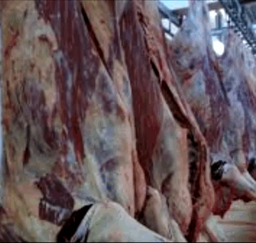 1-carne-vita-polonia.png Australia câștigă teren pe piața cărnii de vită din China după retragerea SUA. Tarifele impuse de administrația Trump lovesc producătorii americani
