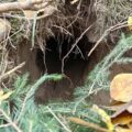 Polonia descoperă la graniță tuneluri spre Belarus