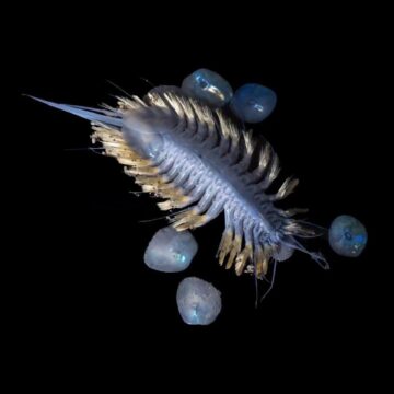 1-17.jpg În Antarctica au fost descoperite 30 de noi specii: de la „viermi-zombi” la „mingea morții”