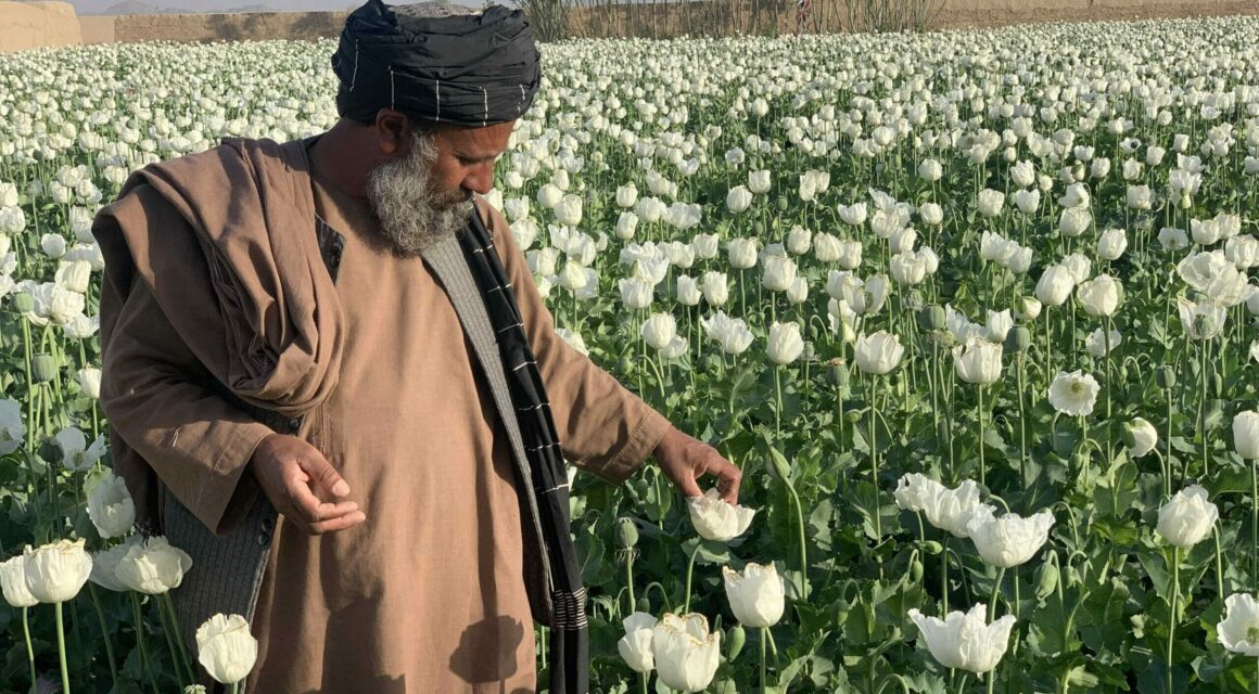Nu doar că americanii au eșuat să democratizeze Afganistanul, dar n-au reușit să saboteze producția de mac într-o operațiune CIA