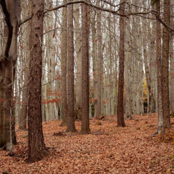 România numără copacii din Republica Moldova. Sprijin de 1,7 mil. euro pentru inventarierea fondului forestier moldovean