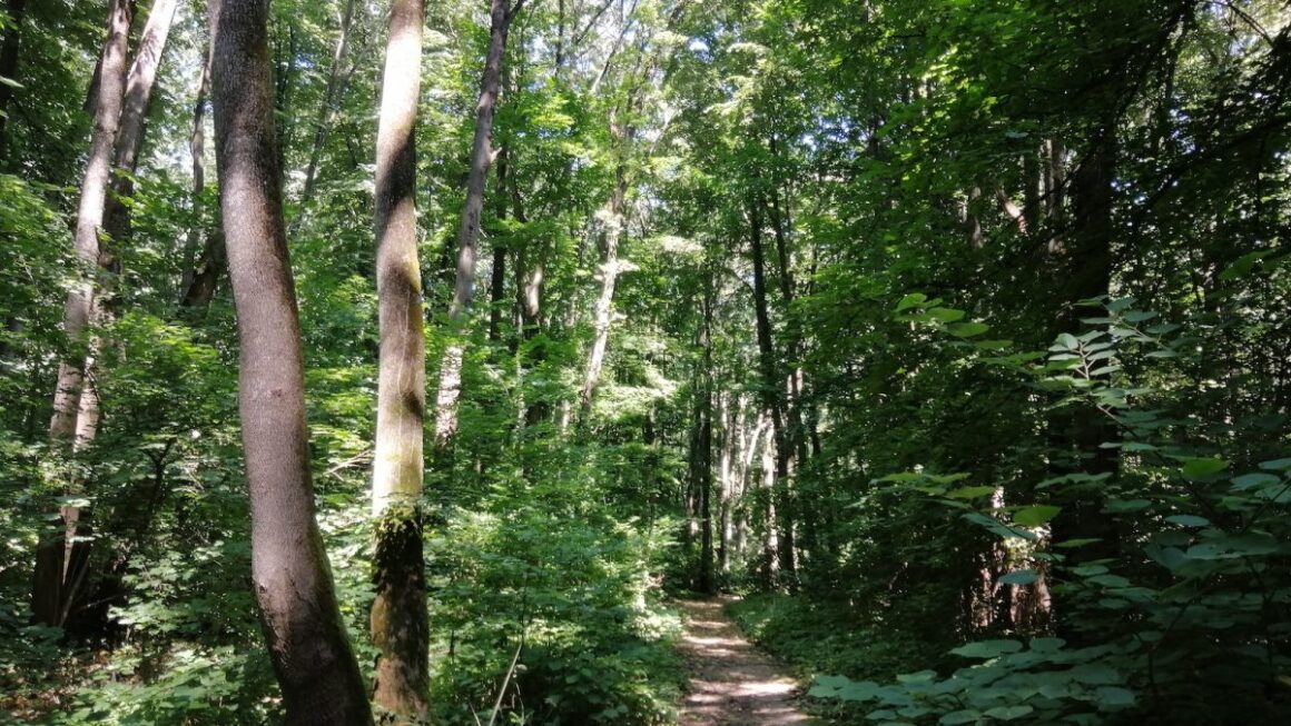 Baneasa-3-1200x675.jpg Primăria Sectorului 1 vrea să investească aproape 4 milioane de euro într-un orășel de educație rutieră amenajat în Pădurea Băneasa, unde copiii învață regulile de circulație într-un mediu controlat