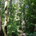 Primăria Sectorului 1 vrea să investească aproape 4 milioane de euro într-un orășel de educație rutieră amenajat în Pădurea Băneasa, unde copiii învață regulile de circulație într-un mediu controlat
