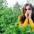 Alergia la ambrozie: simptome, cum le calmezi și ce poți face pentru a trece mai ușor peste această perioadă