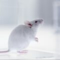 Celule cerebrale umane în creierul șoarecilor